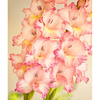 Fresh Gladiolus Flower